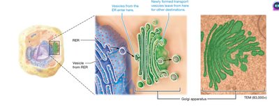 Structure of the Golgi apparatus and its relationship with the ER