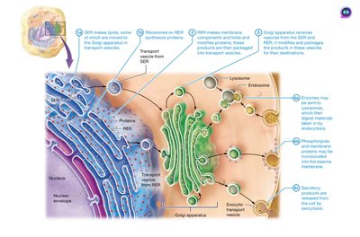 Summary of the endomembrane system function