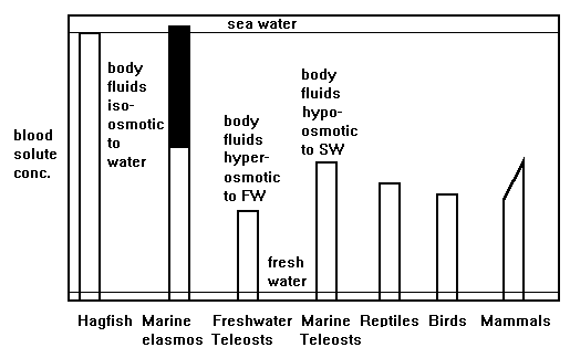 Comparative osmotic strategies in vertebrates