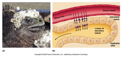 Salt gland in marine iguana