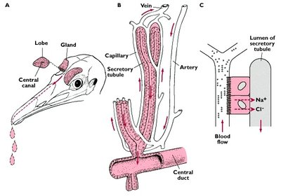 Salt gland structure and function in birds