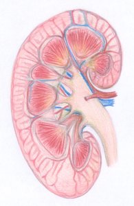 Kidney anatomy