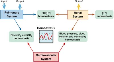 Integration of pulmonary, renal, and cardiovascular systems in homeostasis