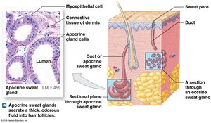 Apocrine sweat gland structure