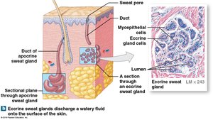 Eccrine sweat gland structure