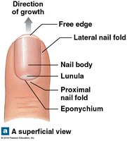 Superficial view of nail structure