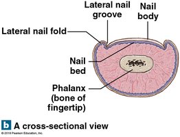 Cross-sectional view of nail structure