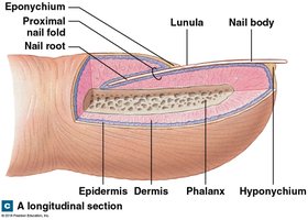 Longitudinal section of nail structure