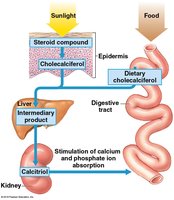 Sources and synthesis of Vitamin D3