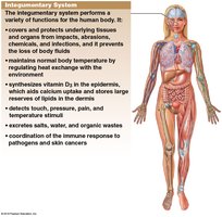 Functions of the integumentary system