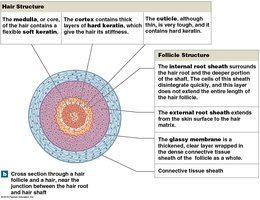 Cross section of hair structure and follicle