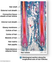 Longitudinal section of hair follicle