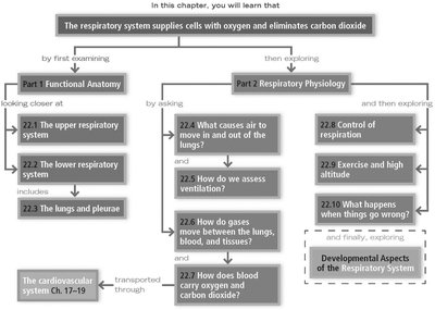 Respiratory system chapter flowchart