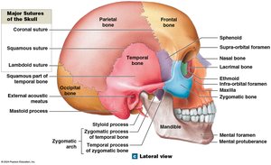 Lateral view of the skull showing major sutures and bone markings
