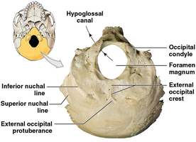 Occipital bone and its markings