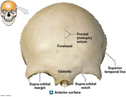 Frontal bone, anterior surface