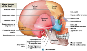 Lateral view of the temporal bone and its markings