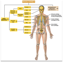 Diagram of the axial and appendicular skeleton divisions