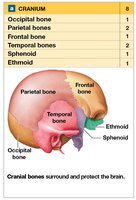 Cranial bones and their locations