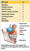 Facial bones and their locations