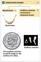 Hyoid bone and auditory ossicles
