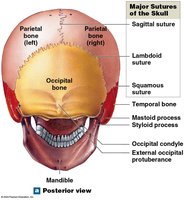 Posterior view of the skull showing major sutures
