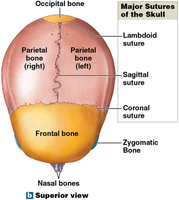 Superior view of the skull showing major sutures
