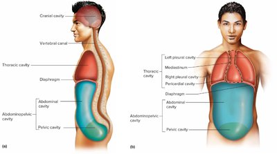 Major body cavities: lateral and anterior views