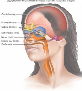 Small cavities of the head