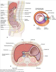 Serous membranes of the abdominopelvic cavity