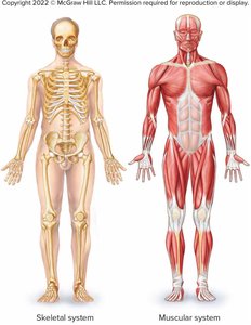 Skeletal and muscular systems