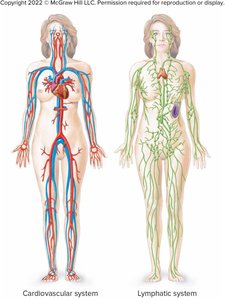 Cardiovascular and lymphatic systems