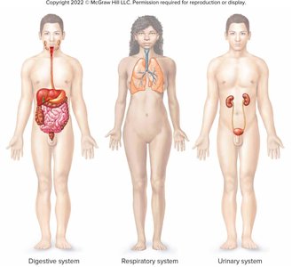 Digestive, respiratory, and urinary systems