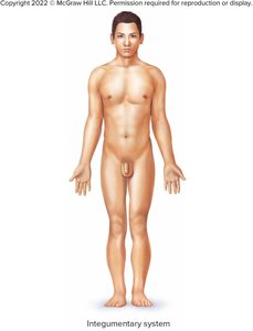 Anatomical position
