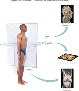 Body sections and planes
