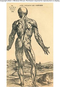 Vesalius illustration from 1543 showing human musculature