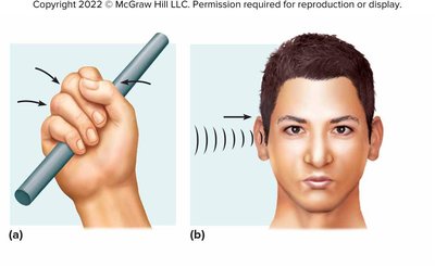 Anatomy relates to physiology: gripping a rod and hearing sound