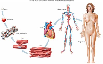 Levels of organization from atom to organism