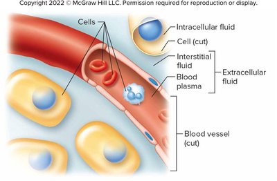 Intracellular and extracellular fluids in blood vessel and tissues