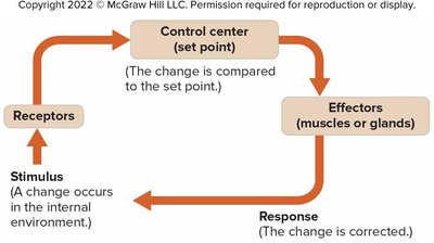Homeostatic mechanism flowchart