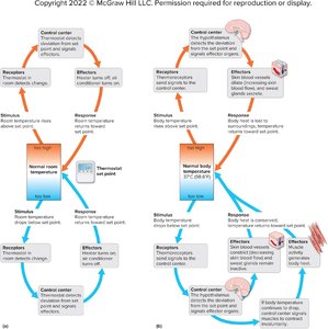 Negative feedback loop and body temperature regulation