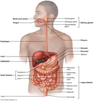 Digestive system overview with liver, gallbladder, and pancreas