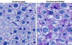 Hepatocyte function comparison