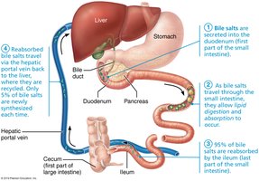 Enterohepatic circulation of bile salts