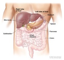 Liver and associated organs