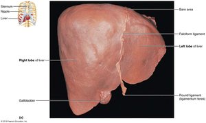 Liver gross anatomy with labeled lobes and ligaments