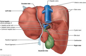 Liver anatomy with blood vessels and bile ducts