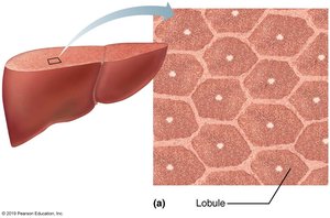 Liver lobule structure