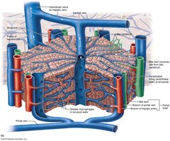 Microscopic anatomy of liver lobule with portal triad