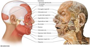 Muscles of facial expression, lateral view
